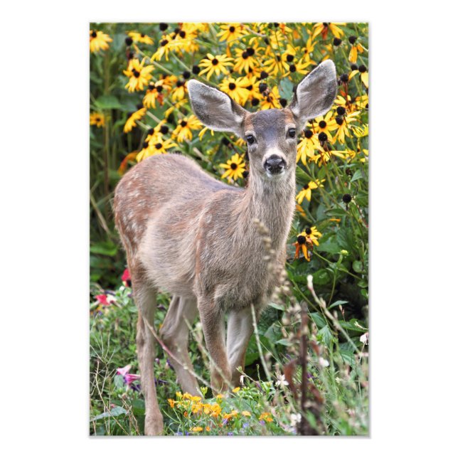 Foto Deer Fawn no Jardim Flor (Frente)