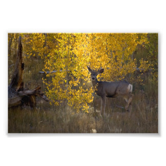 Foto Deer - Grand Canyon National Park - Arizona