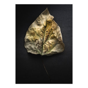 Foto Deixa a versão de cor nº 1