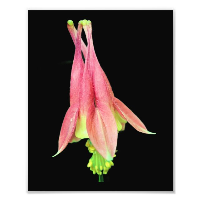 Foto Delicar Flor Columbina 8x10 (Frente)