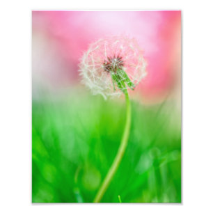 Foto Dente-de-leão no primavera