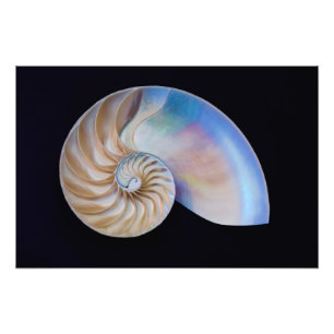 Foto Dentro O Nautilus