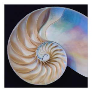 Foto Dentro O Nautilus
