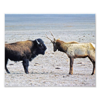 Foto Desafio Elk vs. Buffalo 8x10
