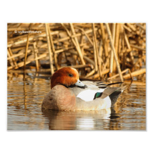 Foto Desconhecido considerável no Wigeon do Eurasian d