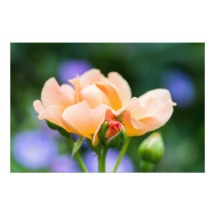 Foto desejo de desdobramento