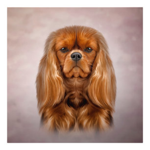 Foto Desenhando Cavalier Rei Charles Spaniel