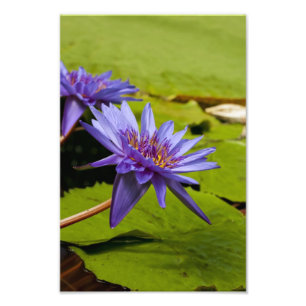 Foto Desenho Botânico Floral de Nenúfar Tropical