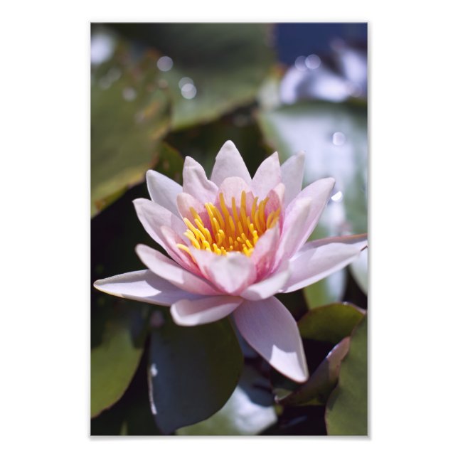 Foto Desenho Botânico Floral de Nenúfar Tropical (Frente)