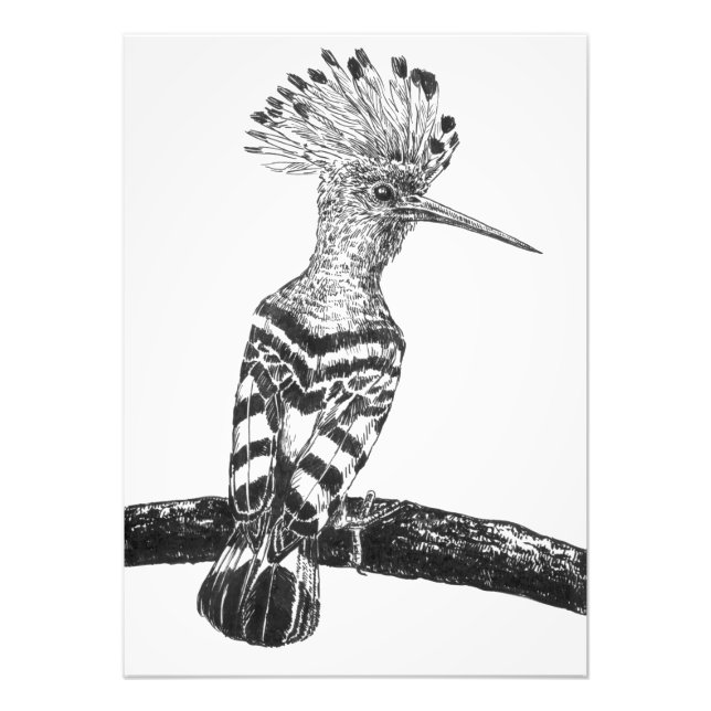 Foto Desenho de Hoopoe (Frente)