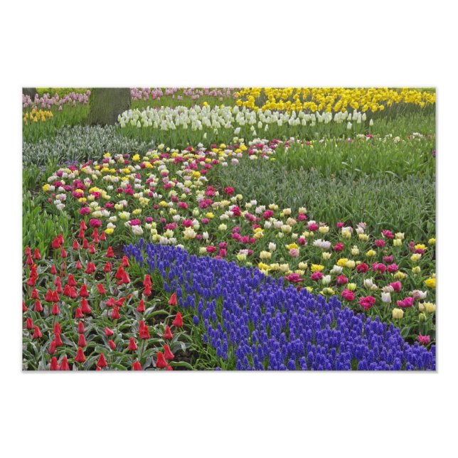 Foto Desenho de jardim de Jacinto de Uva e tulipas, (Frente)