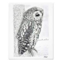 Desenho do Lápis de Tawny Owl