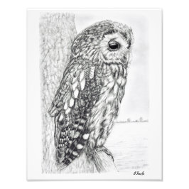 Foto Desenho do Lápis de Tawny Owl