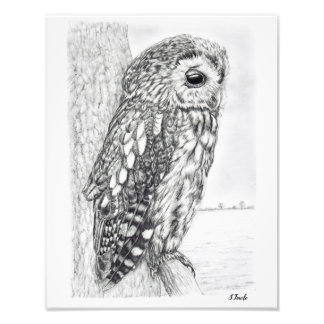 Foto Desenho do Lápis de Tawny Owl