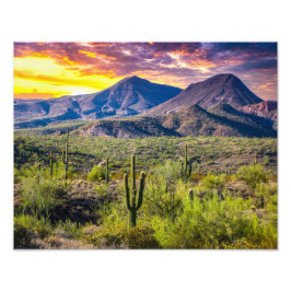 Foto Deserto 2124-2-Arizona ao Sol com Cactus