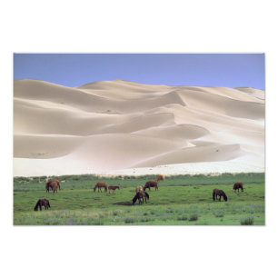 Foto Deserto de Gobi Cavalos Selvagens