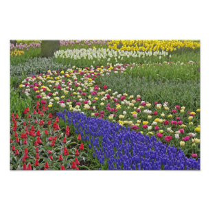 Foto Design do Jardim de Hyacinth de Uvas e tulipas,