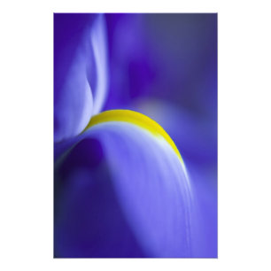 Foto Detalhe aproximado de uma íris Blue Flag.