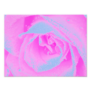 Foto Detalhe de Rosa Rosa Perfeito e Azul Claro