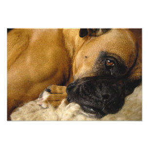 Foto Detalhe de um Boxer