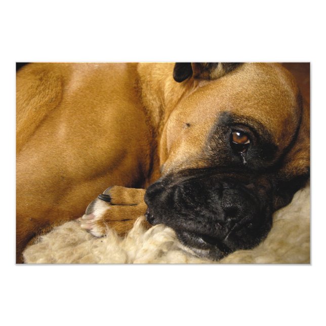 Foto Detalhe de um Boxer (Frente)