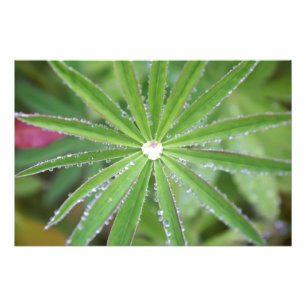 Foto Dewdrop