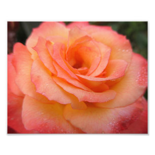 Foto Dewdrop Rosa Bloom 10x8