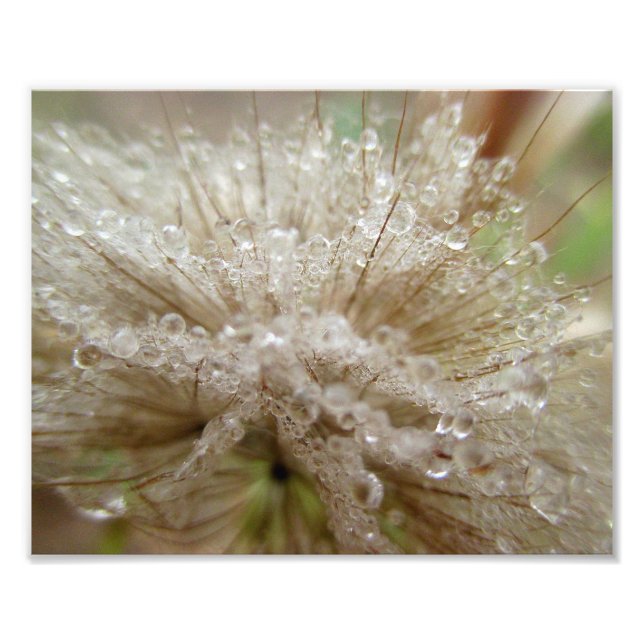 Foto Dewdrop Seed Puff 10x8 (Frente)