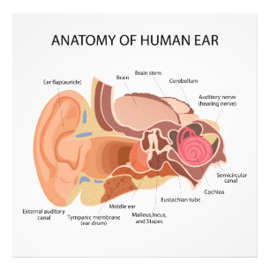 Foto Diagrama anatômico do coração