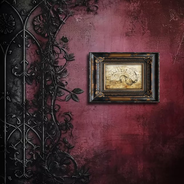 Foto Diagrama de Anatomia do Cérebro Vintage (Criador carregado)