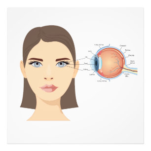 Foto Diagrama do olho humano