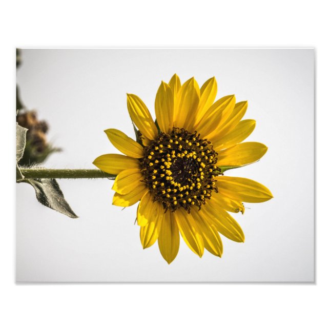 Foto Diante do Sol (Frente)