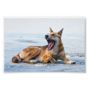 Foto Dingo de boca aberta, Ilha Fraser Austrália