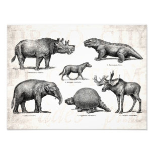 Foto Dinossauro Vintage Ilustração Antiga dos Dinossaur