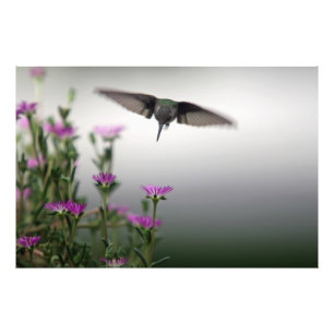 Foto Dirija o primeiro colibri