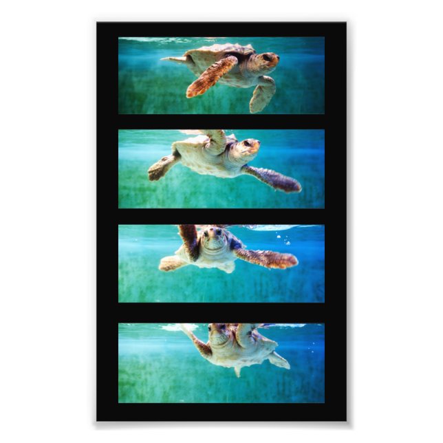 Foto do Estudo das Tartarugas do Mar Loggerhead (Frente)