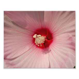 Foto do Flor de Hibiscus Kodak Professional Impres