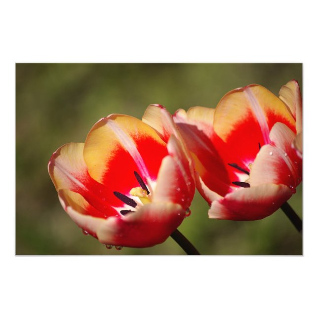Foto do Flor de Tulip (Frente)