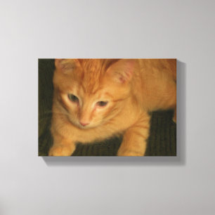 Foto do gatinho em canvas