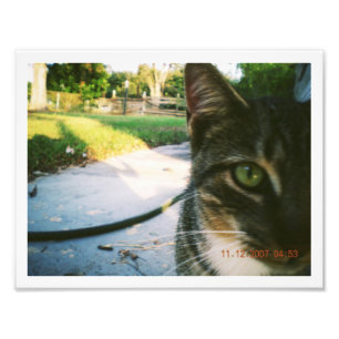 Foto do Gato Sem Nome "Skater"