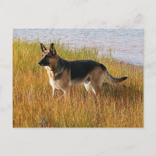 Foto do German shepherd vermelho puro no cartão po