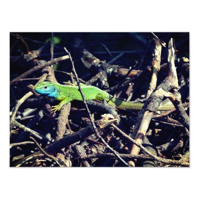 Foto do Green Lizard (Frente)