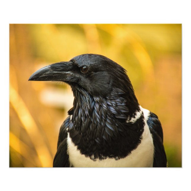 Foto do Kodak Professional 24x20 Pied Crow (Satin) (Frente)