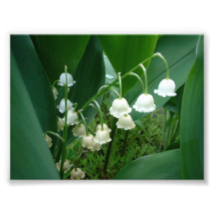 Foto do lírio das flores do vale