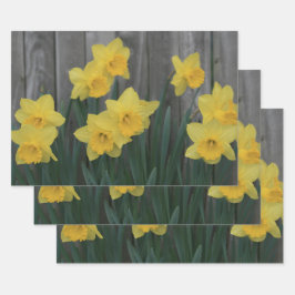Foto do País Russo do Primavera Daffodil Garden Am