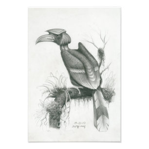 Foto do pássaro cambojano do Hornbill por Vannak