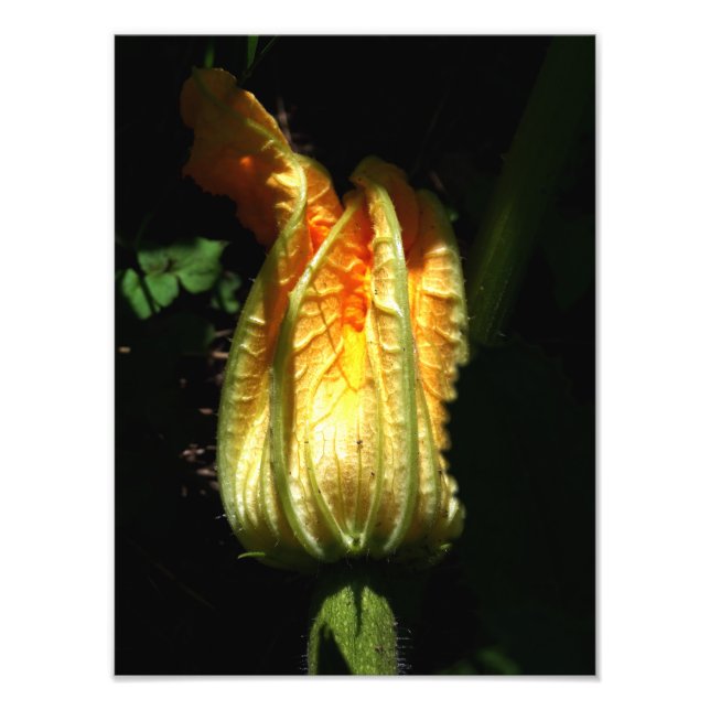Foto do Pumpkin Blossom, Impressão botânico (Frente)