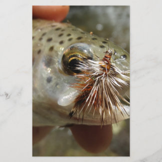 Foto do Rainbow Trout