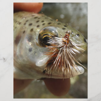 Foto do Rainbow Trout