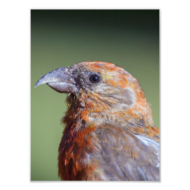 Foto do Red Crossbill (Frente)